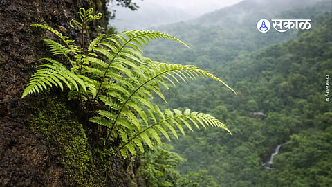 Rare fern species