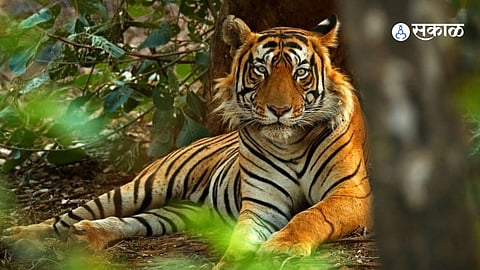 Tiger Attack