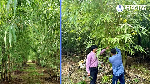bamboo farm