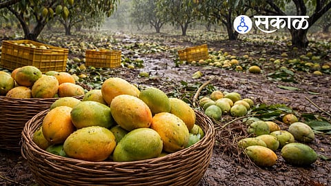 Hapus mango price increase due to climate change