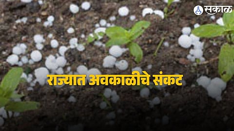 Unseasonal Rain Maharashtra