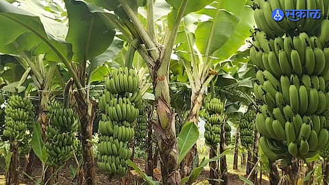 banana insurance scam