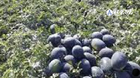 Beed Farmers News