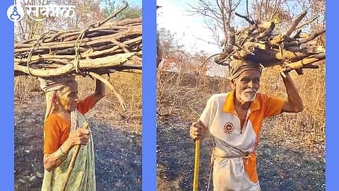 firewood in forest