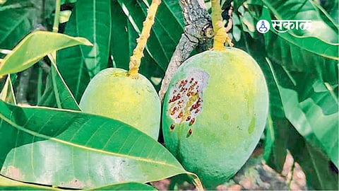 Mango and cashews farmer 