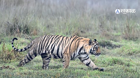 Vardha Tiger News