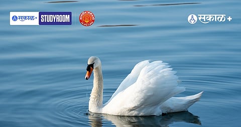White Swan Festival