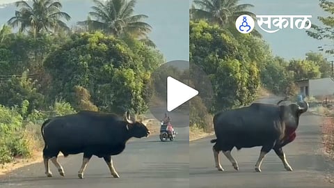 Indian Gaur on Road
