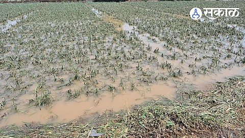 agriculture loss by heavy rain