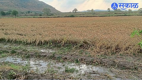 Agriculture Loss