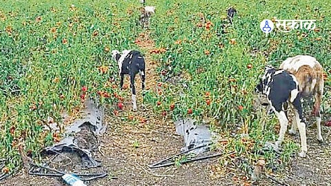 Beed News