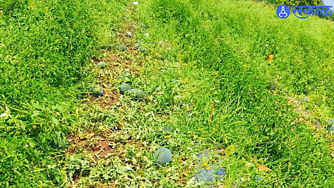 Rain Fury Impacts Agriculture; Farmers Suffer Heavy Losses in Region