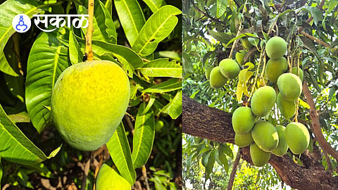 konkan mango farmers financial crisis