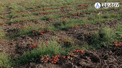tomato
