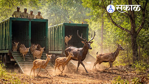 Herbivore Relocation in Sahyadri Tiger Reserve Boosts Wildlife Conservation
