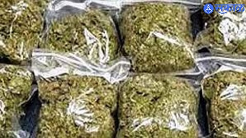 Major Drug Seizure in Satara; 3.5 Kg Ganja Confiscated
