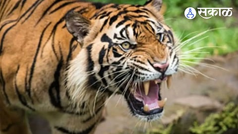 Tiger Attack