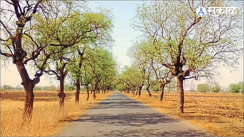 Akola News