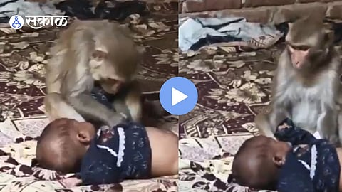 Viral Video: शेवटी आईच ती ! माकडीनीने पाळण्यात झोपलेलं बाळ पळवलं, पण दाखवलं अनोखं मातृत्व; व्हिडिओ पाहून तुमचेही डोळे पाणावतील