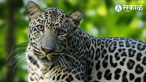 Leopard Spotted in Mumbai