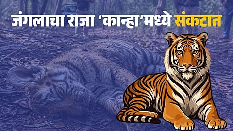 Kanha Tiger Reserve tiger cub death latest update