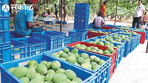 Alphonso mango price rise 2026 India