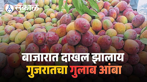 how mangoes are ripened in India
