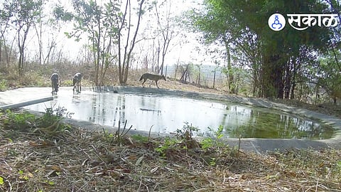 Wildlife Census 2026: 26 Species Spotted in Manchar Forest Range During Buddha Purnima