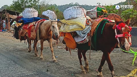 Heat, Water Scarcity and Struggle: Nomadic Shepherds Face Tough Journey