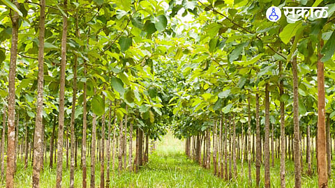 Teak Trees