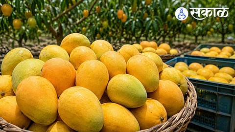 why alphonso mango production decreased in ratnagiri