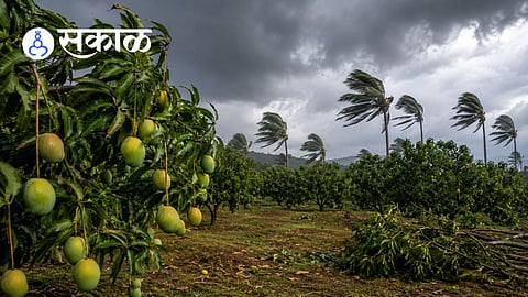 why mango farmers in Konkan are worried in 2026