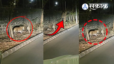 CCTV Footage Confirms Leopard Movement