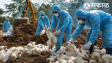 Bird Flu Outbreak Jalgaon