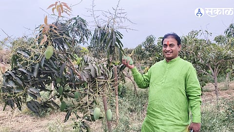 MNS Leader Dilip Dhotre Achieves Remarkable Kesar Mango Harvest in First Year