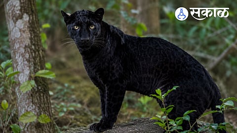 black panther spotted shocking video