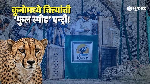 Kuno Cheetah