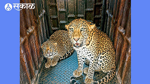 Two Leopard Captured