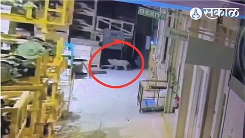 Leopard Captured