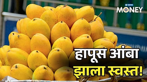 Hapus Mango Prices Crash! Alphonso Mangoes Become Cheaper in Pune & Mumbai