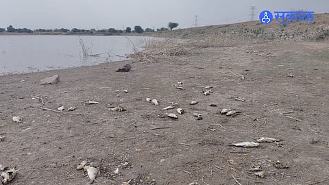Massive Fish Kill at Devgaon Irrigation Tank