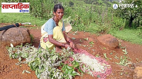 Wild Vegetables Benefits