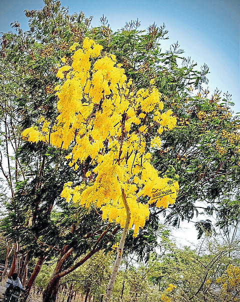रस्त्याच्या कडेला उमलेलं सौंदर्य