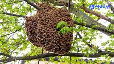 Panic in Palashi as Bees Attack Women Near Water Source