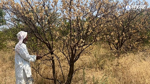 Ground Report: Severe Water Crisis Destroys Sweet Lime Orchards in Adul Belts