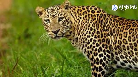 Panic in Lakhamapur as Leopard Enters Farm Area and Kills Calf