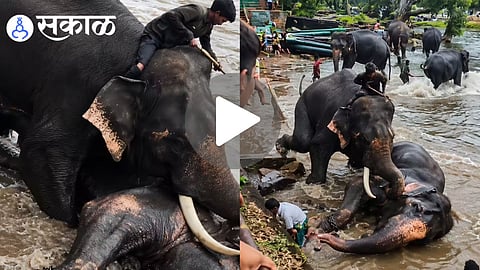 Why did elephants attack at Dubare Camp?