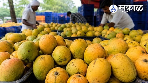 How is weather affecting mango production in India?