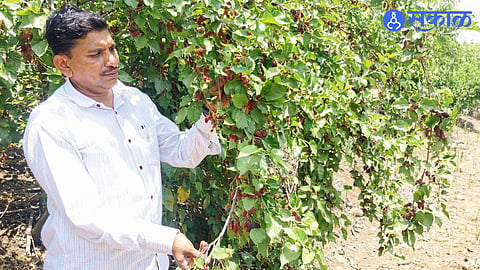 Bhuigaon Farmer Earns Big from Naturally Grown Mulberries for Six Years