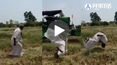 Telangana farmer viral harvest video